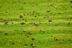Motacilla cinerea patriciae