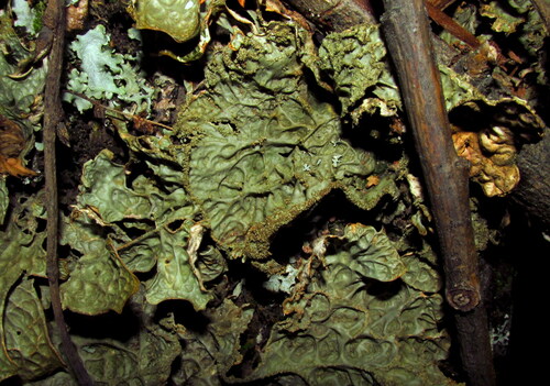 Lobaria sajanensis