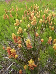 Castilleja miniata fulva