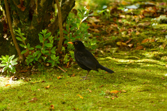 Turdus merula azorensis