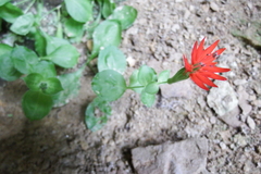 Silene rotundifolia