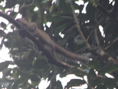 Callosciurus inornatus