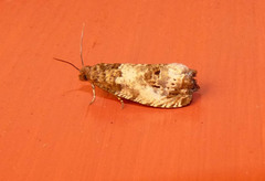 Notocelia rosaecolana