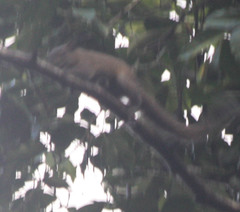 Callosciurus inornatus