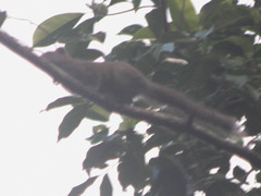 Callosciurus inornatus