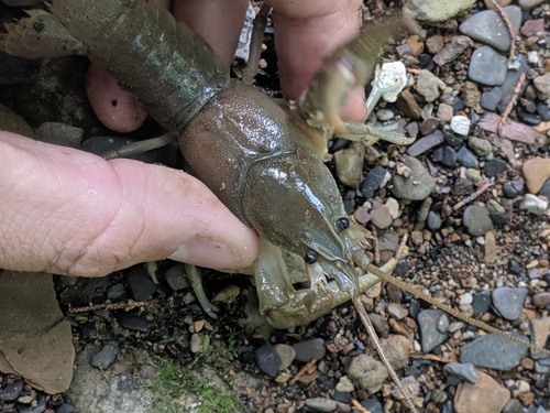 Cambarus graysoni