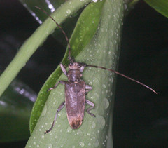 Acalolepta
