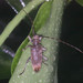 Acalolepta cervina - Photo no hay derechos reservados, subido por Scott Loarie