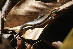 Copeoglossum nigropunctatum