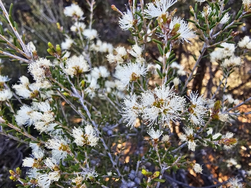 Melaleuca pauperiflora observed 2024-11-07