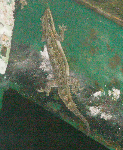 Hemidactylus garnotii