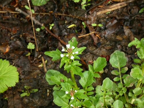 Cardamine scutata iNat (2)