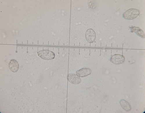 Golovinomyces artemisiae