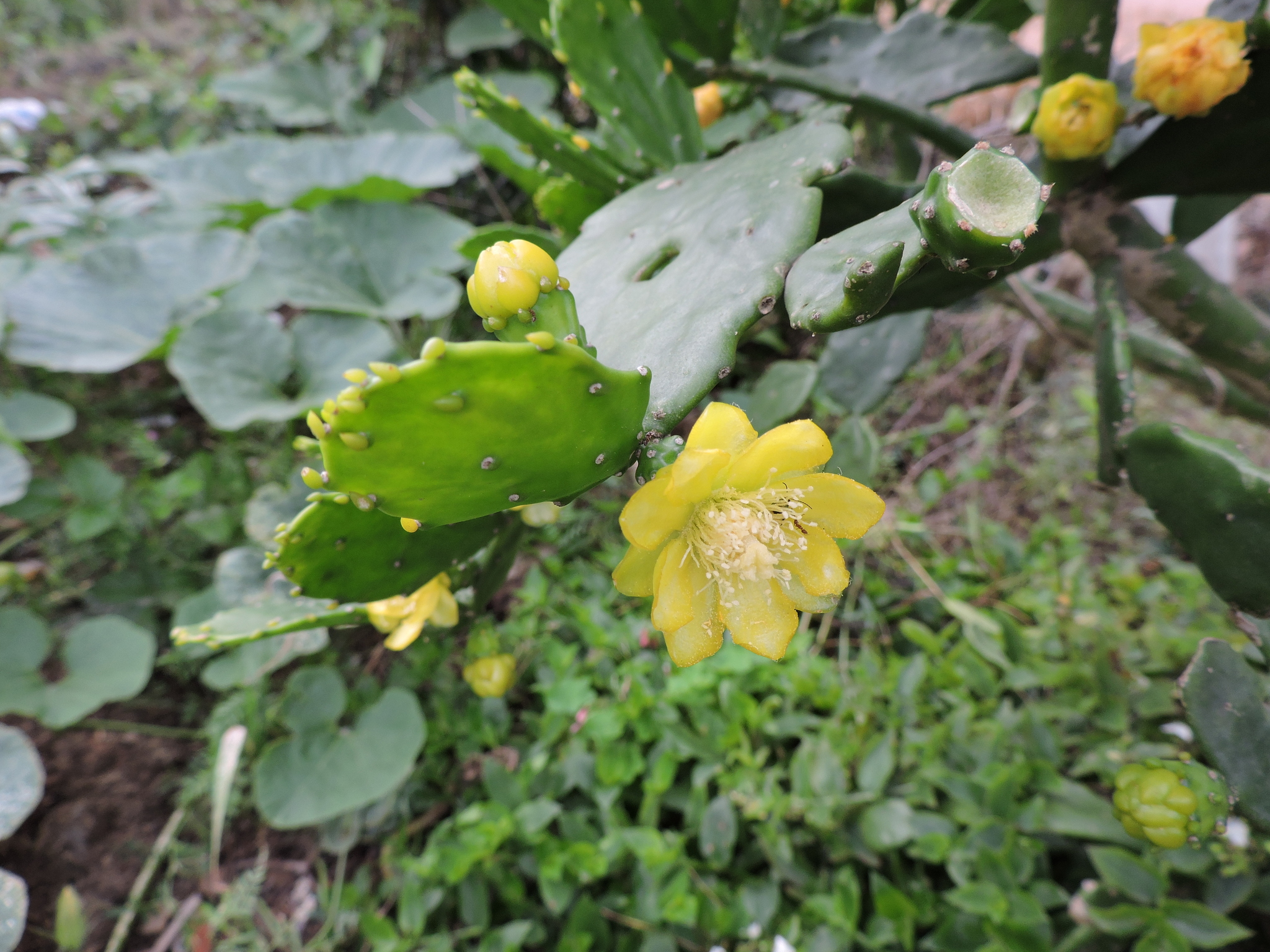 Brasiliopuntia brasiliensis