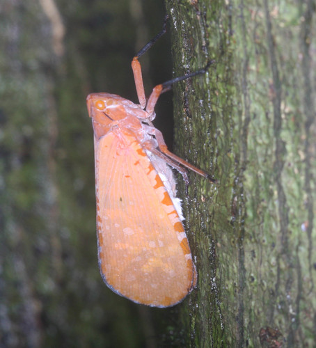 Fulgoridae