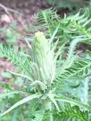 Pedicularis bracteosa