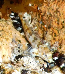 Lipophrys trigloides