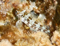 Lipophrys trigloides