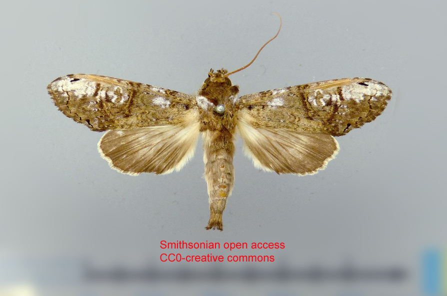 Nystalea guzmani