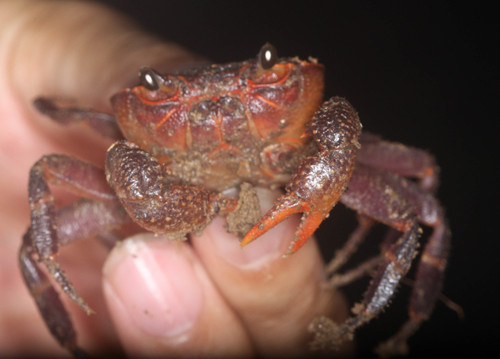 Potamidae