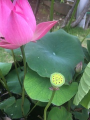 Nelumbo nucifera