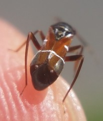 Pilophorus