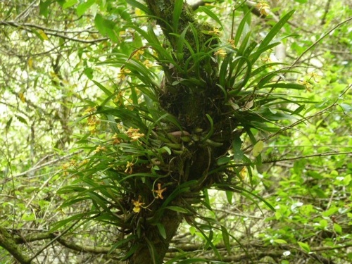 Gomesa longipes, photograph 2