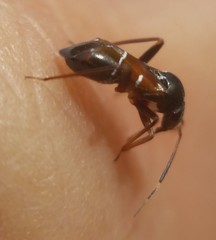 Pilophorus