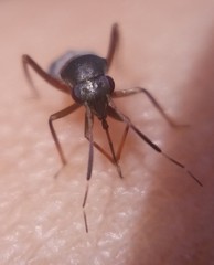 Pilophorus
