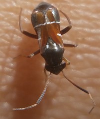 Pilophorus
