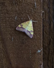 Pyrausta perrubralis