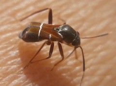 Pilophorus