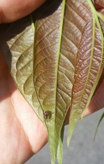 Pilophorus