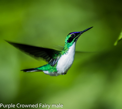 Purple-Crowned Fairy photo 2