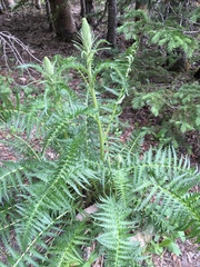 Pedicularis bracteosa
