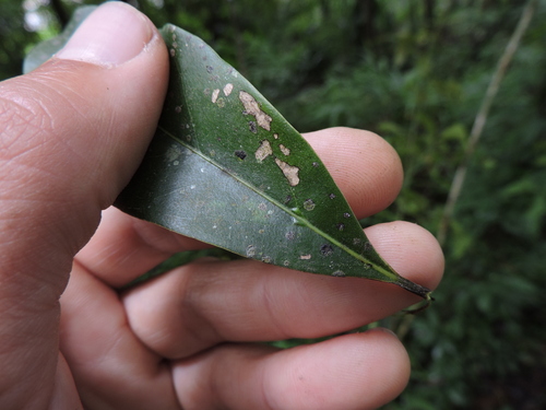 Image of Ocotea porosa by (c) Fabrício Mil Homens Riella, some rights reserved (CC BY)