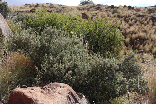 Image of Diospyros austro by (c) Tony Rebelo, some rights reserved (CC BY-SA)