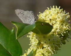Celastrina ladon