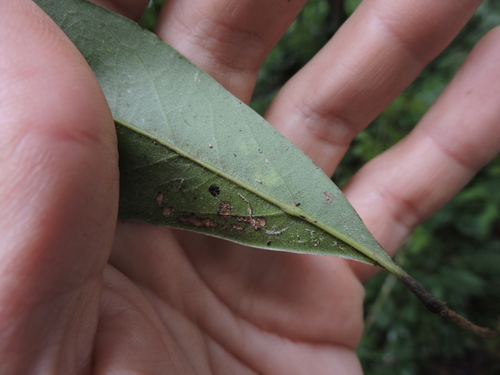 Image of Ocotea porosa by (c) Fabrício Mil Homens Riella, some rights reserved (CC BY)
