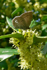 Celastrina ladon