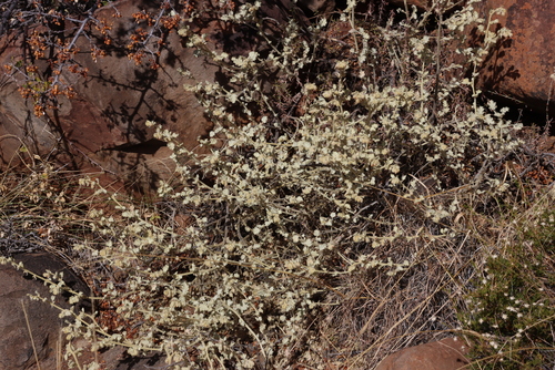 Image of Hermannia vestita by (c) Tony Rebelo, some rights reserved (CC BY-SA)