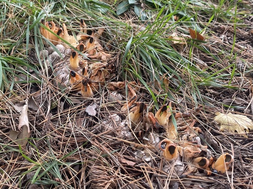 Clathrus bicolumnatus