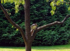 Sciurus carolinensis