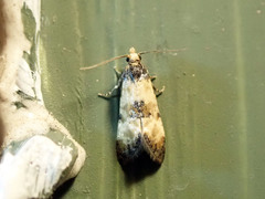 Neocochylis dubitana