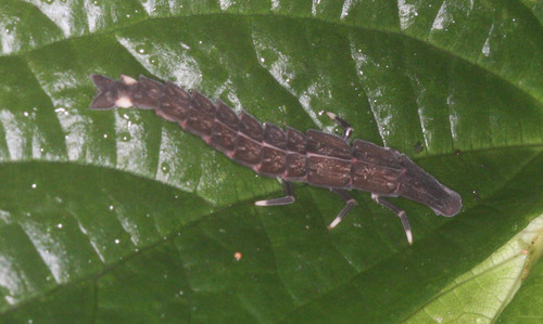 Lampyridae