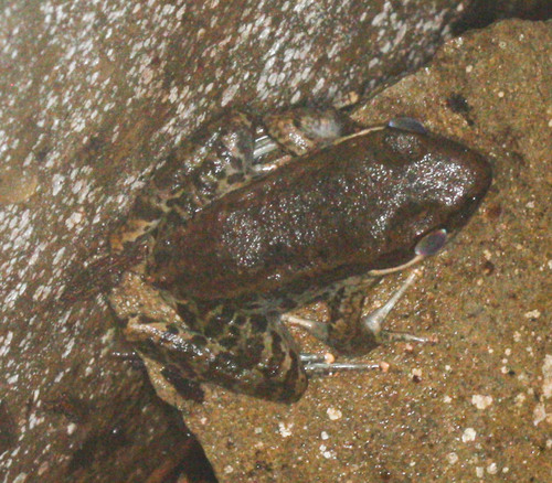 Hylarana nigrovittata