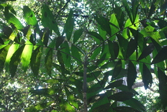 Iriartella setigera