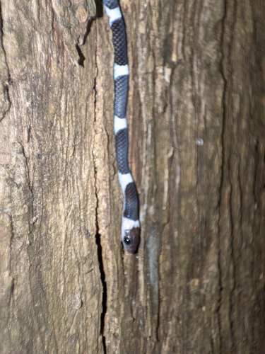 Vellore Bridal Snake