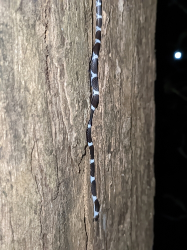 Vellore Bridal Snake