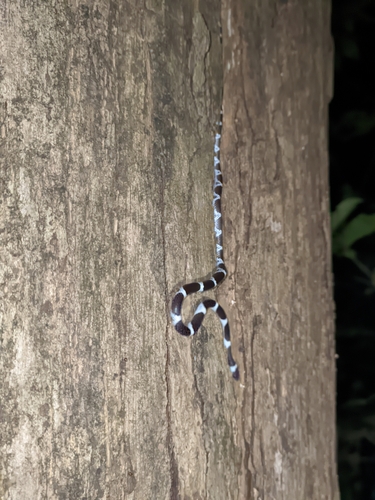 Vellore Bridal Snake